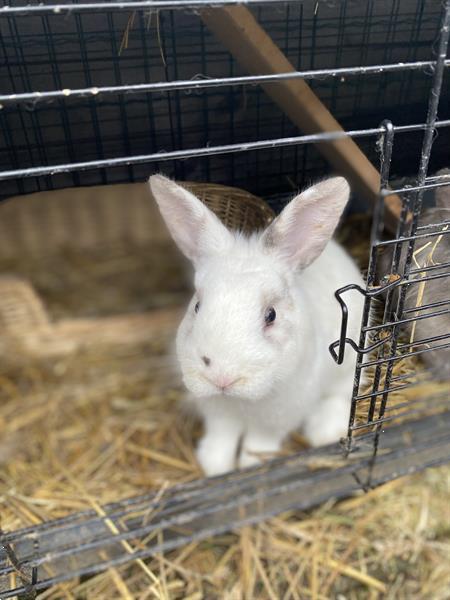 Grote foto 2 rammetjes dieren en toebehoren konijnen