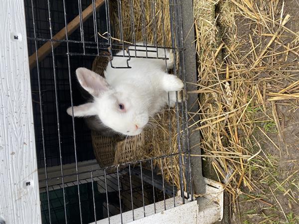 Grote foto 2 rammetjes dieren en toebehoren konijnen