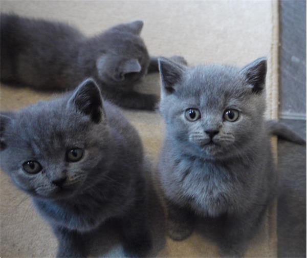 Thuis Getrainde Kittens Kopen | | Korthaar
