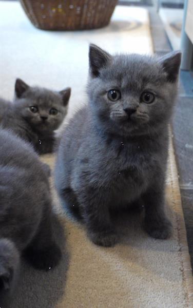 Grote foto thuis getrainde britse korthaar kittens dieren en toebehoren raskatten korthaar