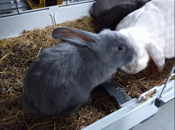 Grote foto franse hangoren dieren en toebehoren konijnen