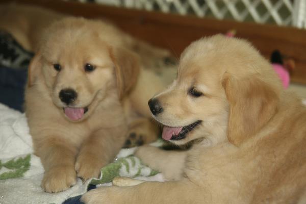 Grote foto zachte en schattige golden retriever puppy dieren en toebehoren retrievers spani ls en waterhonden