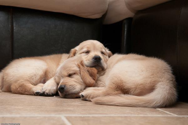 Grote foto zachte en schattige golden retriever puppy dieren en toebehoren retrievers spani ls en waterhonden