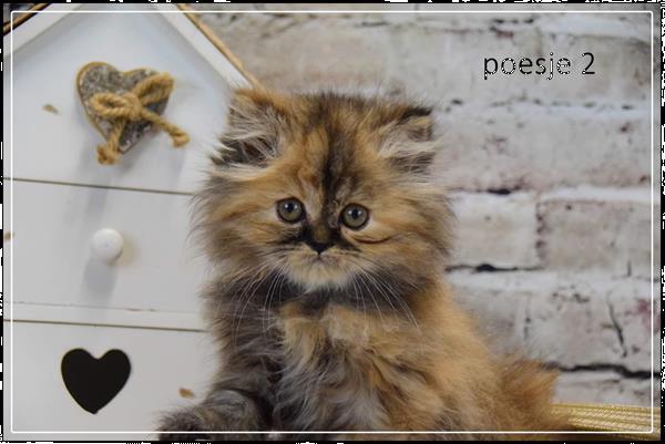 vervormen voor de hand liggend Leer Pers Kittens te Koop Kopen | Raskatten | Langhaar