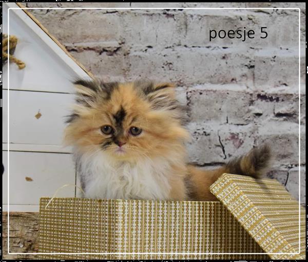 Grote foto pers kittens zoeken gouden mandje dieren en toebehoren raskatten langhaar