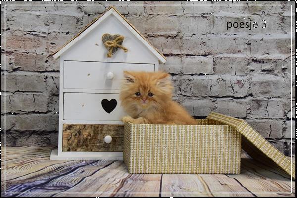 Grote foto pers kittens zoeken gouden mandje dieren en toebehoren raskatten langhaar