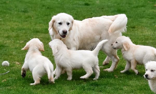 Grote foto golden retriever pups met ouders te zien. dieren en toebehoren retrievers spani ls en waterhonden