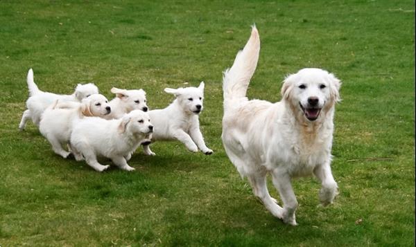 Grote foto golden retriever pups met ouders te zien. dieren en toebehoren retrievers spani ls en waterhonden