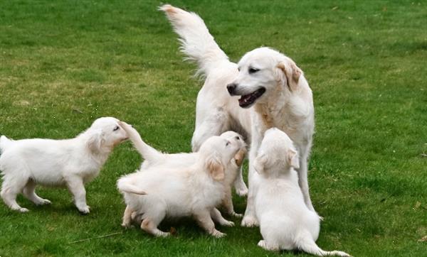 Grote foto golden retriever pups met ouders te zien. dieren en toebehoren retrievers spani ls en waterhonden