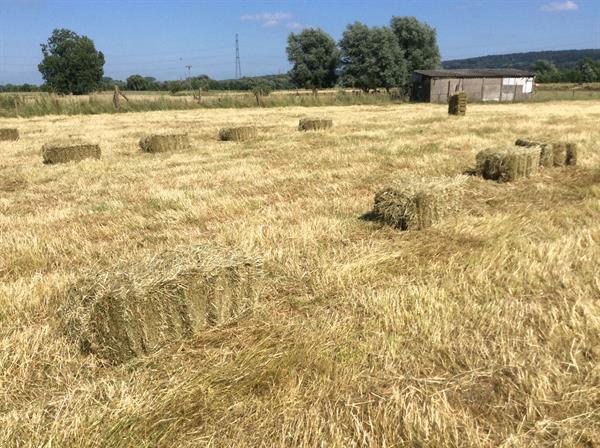 Grote foto kleine balen hooi 2021 dieren en toebehoren overige toebehoren