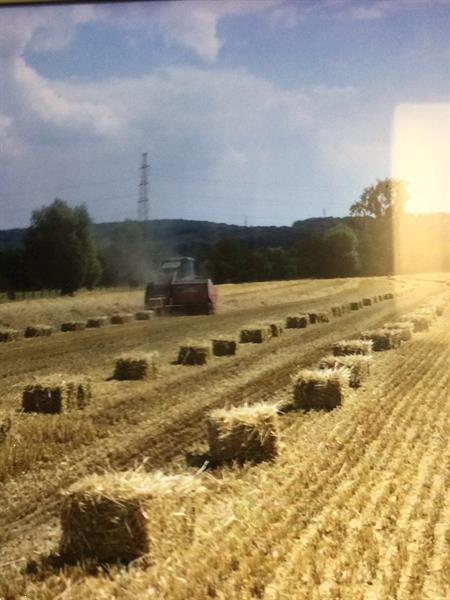 Grote foto kleine balen tarwestro 2021 dieren en toebehoren overige toebehoren