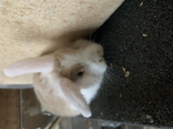 Grote foto nederlands langoordwergkonijn dieren en toebehoren konijnen