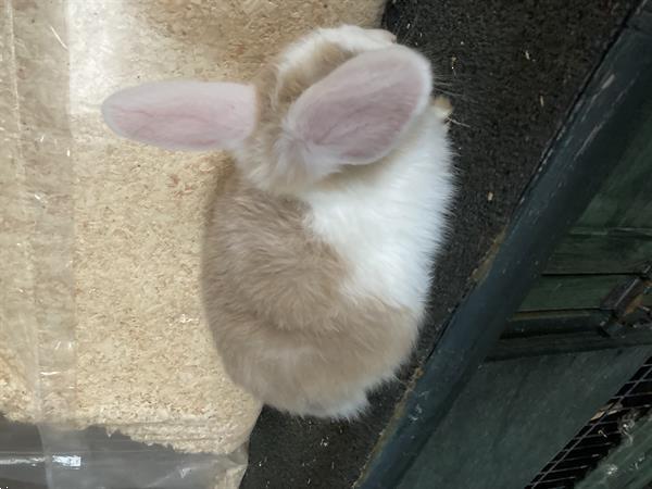 Grote foto nederlands langoordwergkonijn dieren en toebehoren konijnen