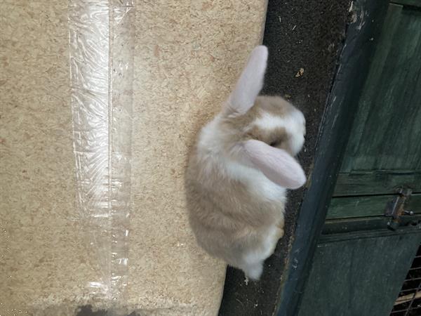 Grote foto nederlands langoordwergkonijn dieren en toebehoren konijnen