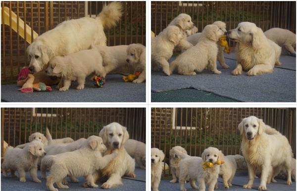 Grote foto lieve golden retriever pupjes. dieren en toebehoren retrievers spani ls en waterhonden