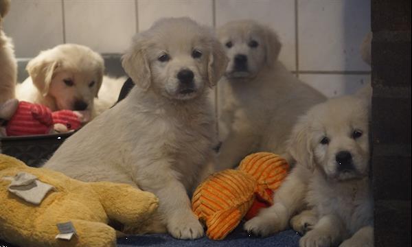 Grote foto lieve golden retriever pupjes. dieren en toebehoren retrievers spani ls en waterhonden