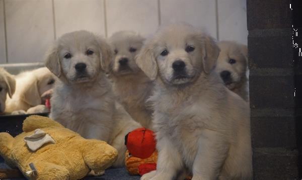 Grote foto lieve golden retriever pupjes. dieren en toebehoren retrievers spani ls en waterhonden