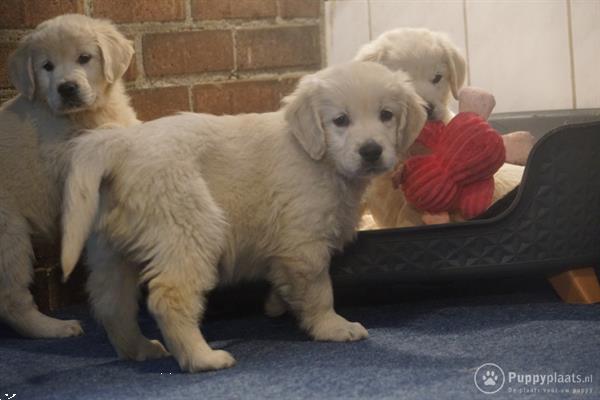 Grote foto lieve golden retriever pupjes. dieren en toebehoren retrievers spani ls en waterhonden