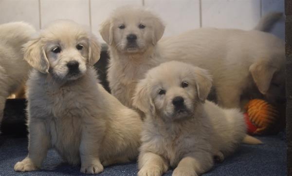 Grote foto lieve golden retriever pupjes. dieren en toebehoren retrievers spani ls en waterhonden