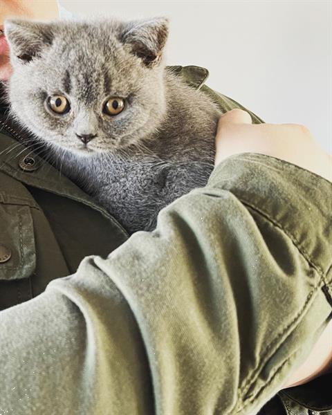 Grote foto 6 bsh kittens geboren 10 2021 dieren en toebehoren raskatten korthaar