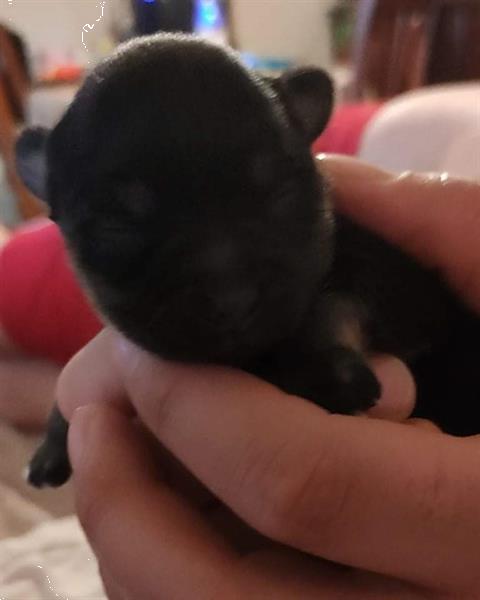 Grote foto pups chihuahua kruising pomeriaan dieren en toebehoren chihuahua en gezelschapshonden