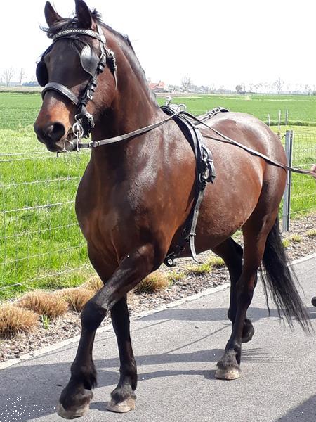 Grote foto merrie donkerbruin kruising anadalusi r fries dieren en toebehoren paarden