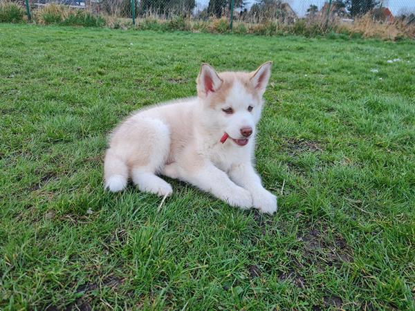 Grote foto husky pups dieren en toebehoren poolhonden keeshonden en oertypen