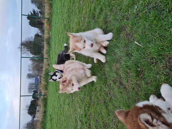 Grote foto husky pups dieren en toebehoren poolhonden keeshonden en oertypen