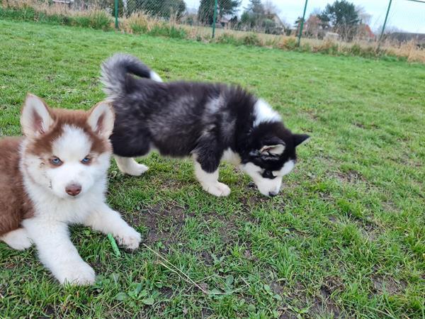 Grote foto husky pups dieren en toebehoren poolhonden keeshonden en oertypen