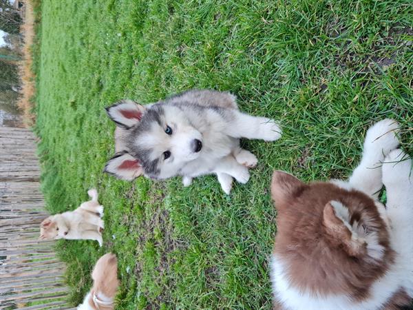 Grote foto husky pups dieren en toebehoren poolhonden keeshonden en oertypen