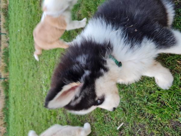 Grote foto husky pups dieren en toebehoren poolhonden keeshonden en oertypen