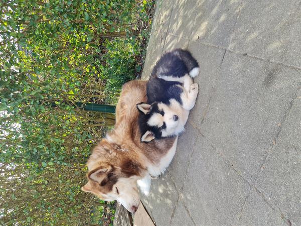 Grote foto husky pups dieren en toebehoren poolhonden keeshonden en oertypen