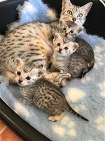 Grote foto kittens klaar om te verhuizen dieren en toebehoren poezen