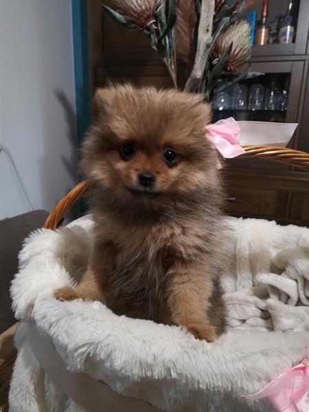 Grote foto pomeranian teefje dieren en toebehoren chihuahua en gezelschapshonden