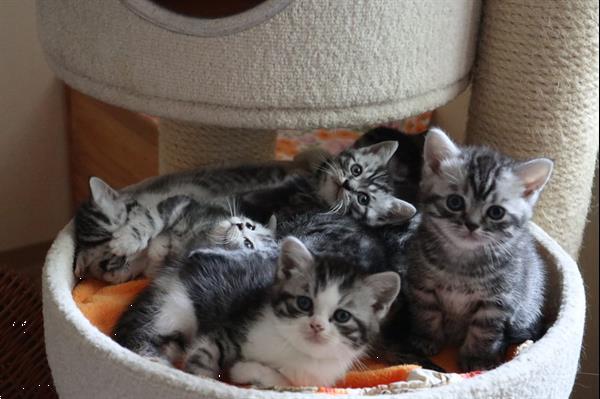 Grote foto stamboom britse korthaar kittens dieren en toebehoren raskatten korthaar