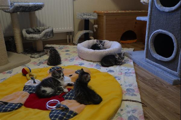 Grote foto stamboom britse korthaar kittens dieren en toebehoren raskatten korthaar