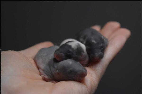 Grote foto rittens rattery knabbelhoek dieren en toebehoren knaagdieren