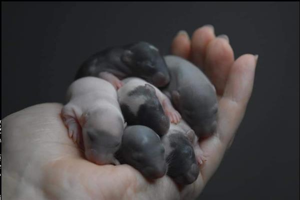 Grote foto rittens rattery knabbelhoek dieren en toebehoren knaagdieren