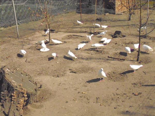 Grote foto witte duiven bruidsduiven dieren en toebehoren duiven