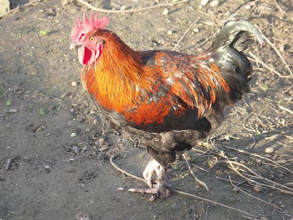 Grote foto haan marants dieren en toebehoren pluimvee