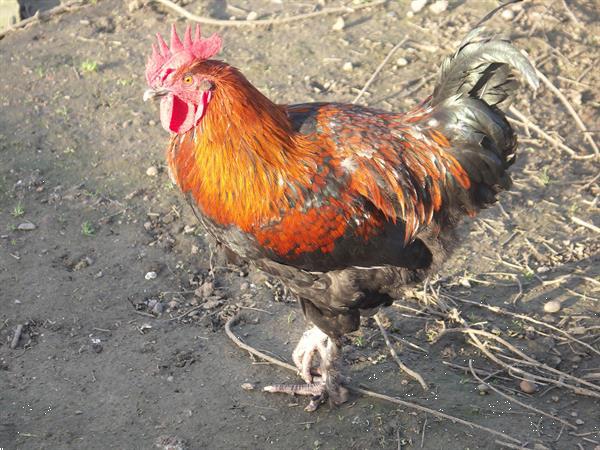 Grote foto haan marants dieren en toebehoren pluimvee