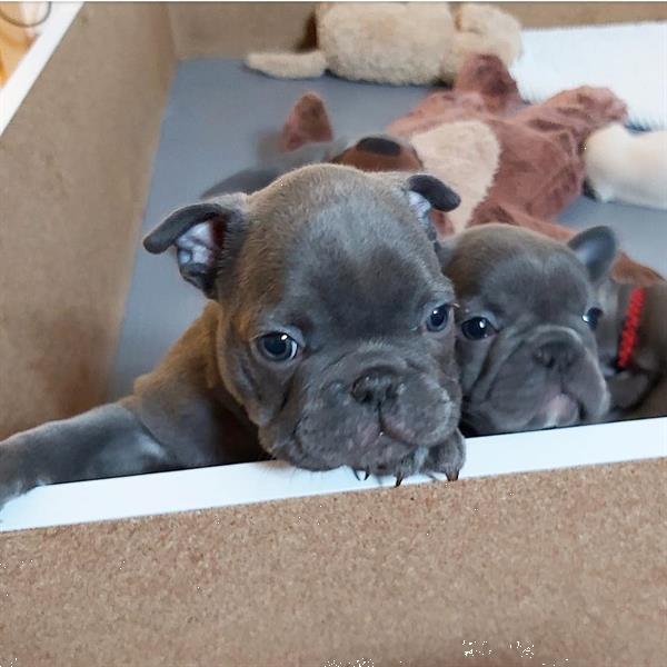 Grote foto gezond franse buldoggen dieren en toebehoren bulldogs pinschers en molossers