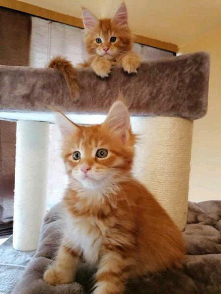 Grote foto mooie volbloed maine coon kittens dieren en toebehoren raskatten langhaar