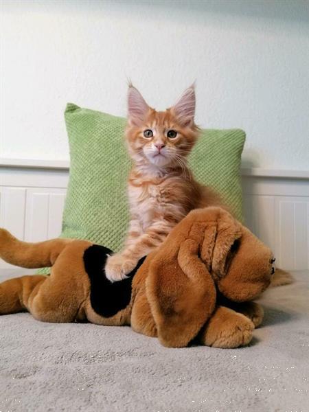 Grote foto mooie volbloed maine coon kittens dieren en toebehoren raskatten langhaar