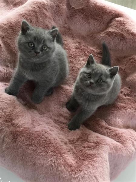 Grote foto blauwe brits korthaar kittens dieren en toebehoren raskatten korthaar