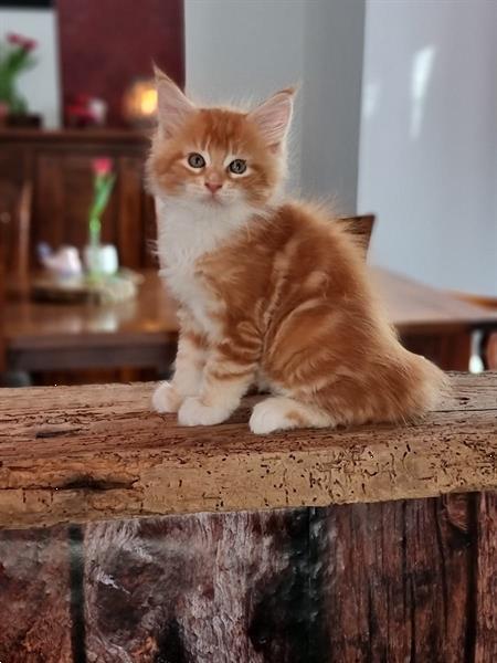 Grote foto maine coon kittens met stamboom dieren en toebehoren raskatten langhaar