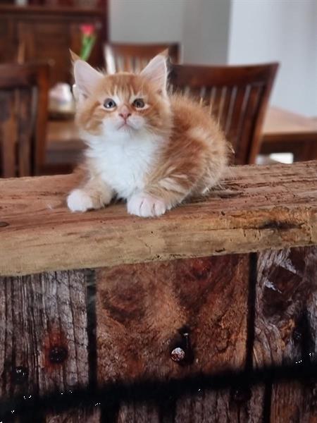 Grote foto maine coon kittens met stamboom dieren en toebehoren raskatten langhaar