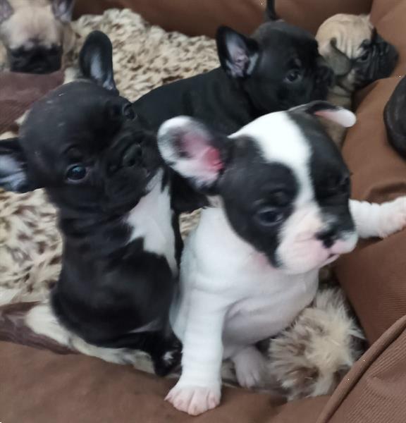 Grote foto mooie franse bulldog pups te koop dieren en toebehoren bulldogs pinschers en molossers