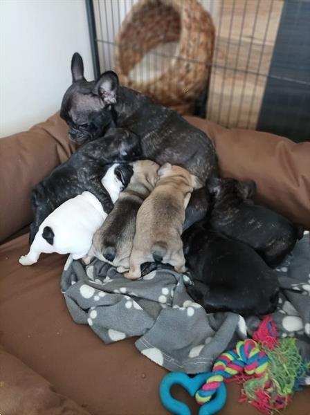 Grote foto mooie franse bulldog pups te koop dieren en toebehoren bulldogs pinschers en molossers