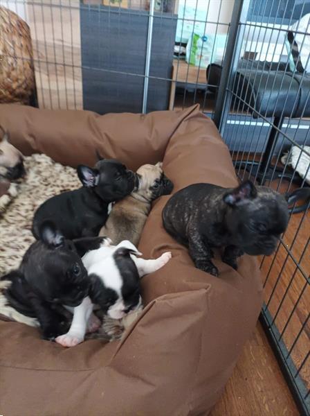 Grote foto mooie franse bulldog pups te koop dieren en toebehoren bulldogs pinschers en molossers